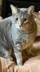 Lost Male Cat last seen Robinhood Dr NE and Nottingham Dr NE, Grand Rapids Township, MI 49546