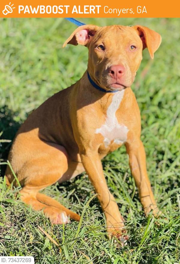 Found/Stray Unknown Dog last seen Located at Rockdale County Animal Service, 1506 Rockbridge Road, Conyers, GA 30012, Conyers, GA 30012