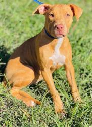 Found/Stray Unknown Dog last seen Located at Rockdale County Animal Service, 1506 Rockbridge Road, Conyers, GA 30012, Conyers, GA 30012