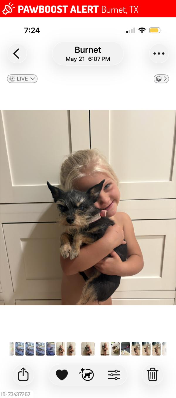 Lost Female Dog last seen Hwy 29, Burnet, TX 78611
