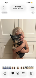Lost Female Dog last seen Hwy 29, Burnet, TX 78611