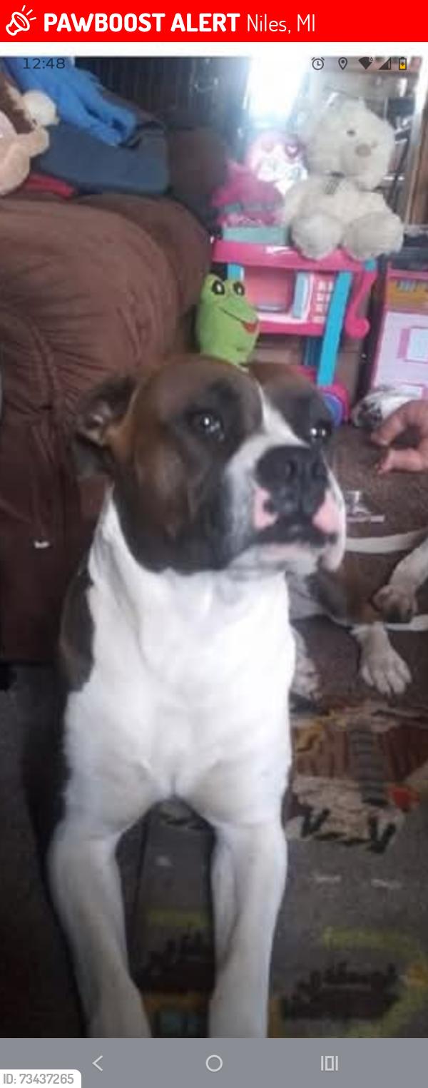 Lost Female Dog last seen Mathew Rd, Niles, MI 49120