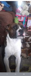 Lost Female Dog last seen Mathew Rd, Niles, MI 49120