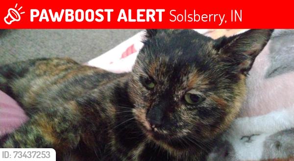 Lost Female Cat last seen Intersection of Shea ests and SR-IN 45. The street address is: N Shea Ests, Solsberry, IN 47459, Solsberry, IN 47459