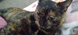 Lost Female Cat last seen Intersection of Shea ests and SR-IN 45. The street address is: N Shea Ests, Solsberry, IN 47459, Solsberry, IN 47459