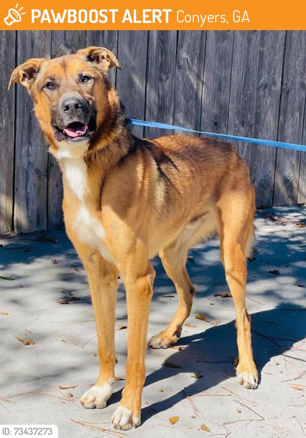 Found/Stray Unknown Dog last seen Located at Rockdale County Animal Service, 1506 Rockbridge Road, Conyers, GA 30012, Conyers, GA 30012