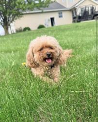 Lost Female Dog last seen River road, madriver, Urbana, OH 43078