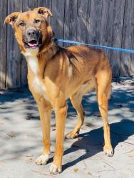Found/Stray Unknown Dog last seen Located at Rockdale County Animal Service, 1506 Rockbridge Road, Conyers, GA 30012, Conyers, GA 30012