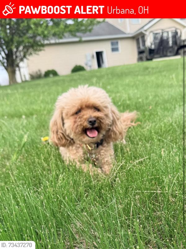 Lost Female Dog last seen River road, madriver, Urbana, OH 43078