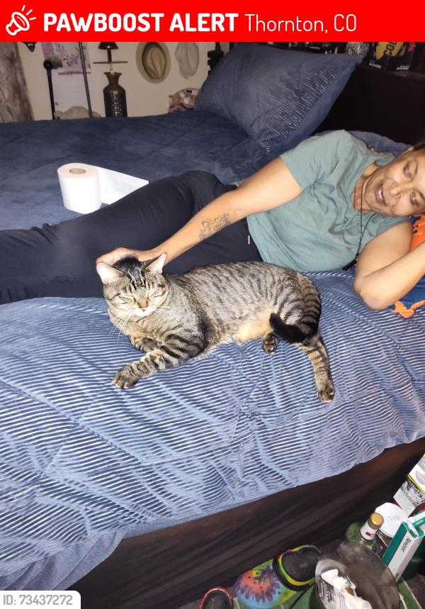 Lost Male Cat last seen 125th and Colorado, Thornton, CO 80241