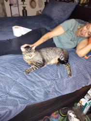 Lost Male Cat last seen 125th and Colorado, Thornton, CO 80241