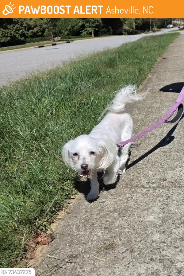 Found/Stray Female Dog last seen Schenk parkway, Asheville, NC 28803