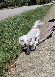 Found/Stray Female Dog last seen Schenk parkway, Asheville, NC 28803