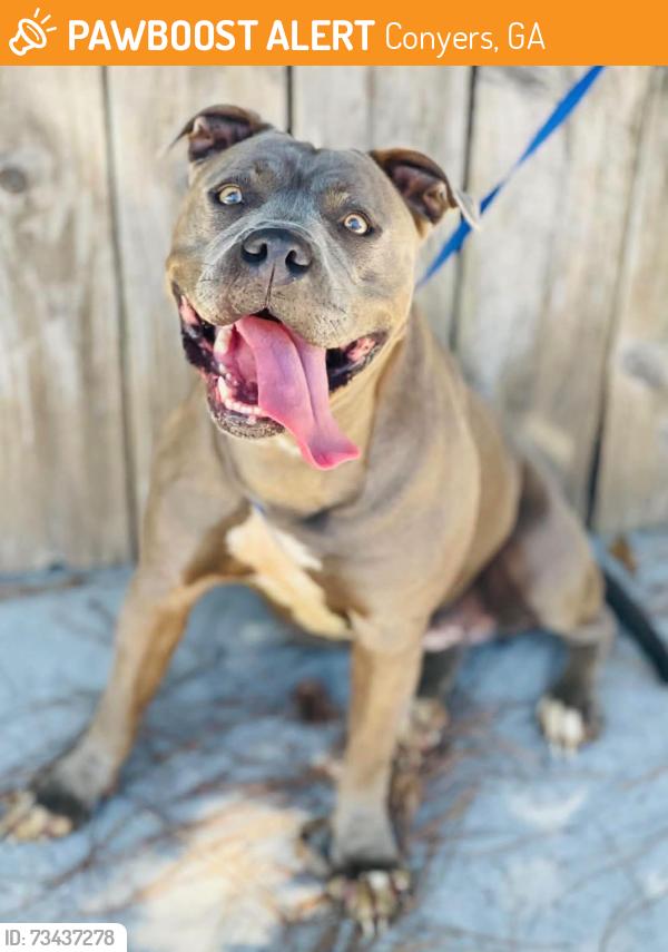 Found/Stray Unknown Dog last seen Located at Rockdale County Animal Service, 1506 Rockbridge Road, Conyers, GA 30012, Conyers, GA 30012