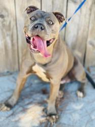 Found/Stray Unknown Dog last seen Located at Rockdale County Animal Service, 1506 Rockbridge Road, Conyers, GA 30012, Conyers, GA 30012