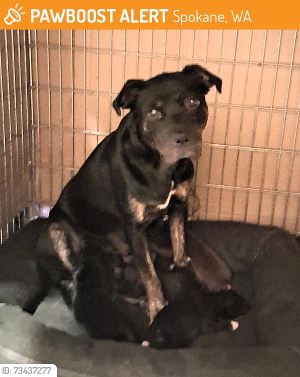 Found/Stray Female Dog last seen N. Helena St., Spokane, WA 99217