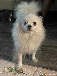 Reunited Female Dog last seen Near N 103rd Ave, Avondale, AZ 85392, USA, Avondale, AZ 85392