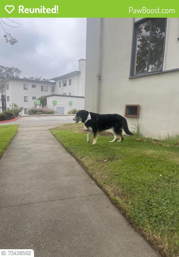 Reunited Male Dog last seen Stones-town galleria, San Francisco, CA 94132