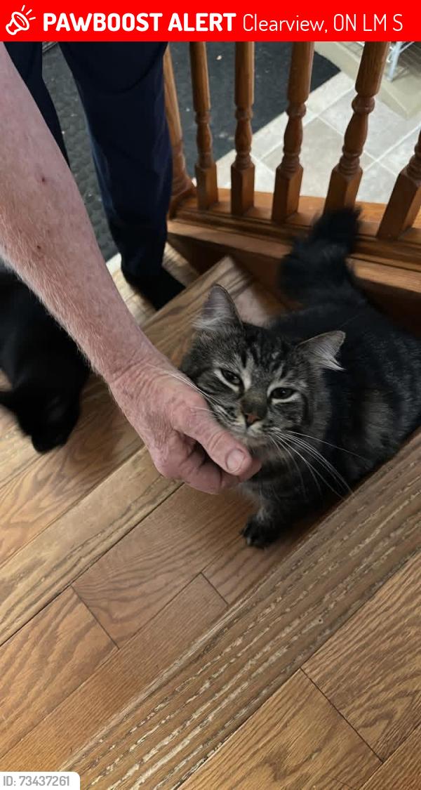 Lost Male Cat last seen Sunnidale Street and Center Line Road, Clearview, ON L0M 1S0