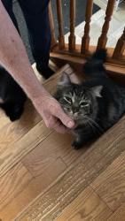 Lost Male Cat last seen Sunnidale Street and Center Line Road, Clearview, ON L0M 1S0