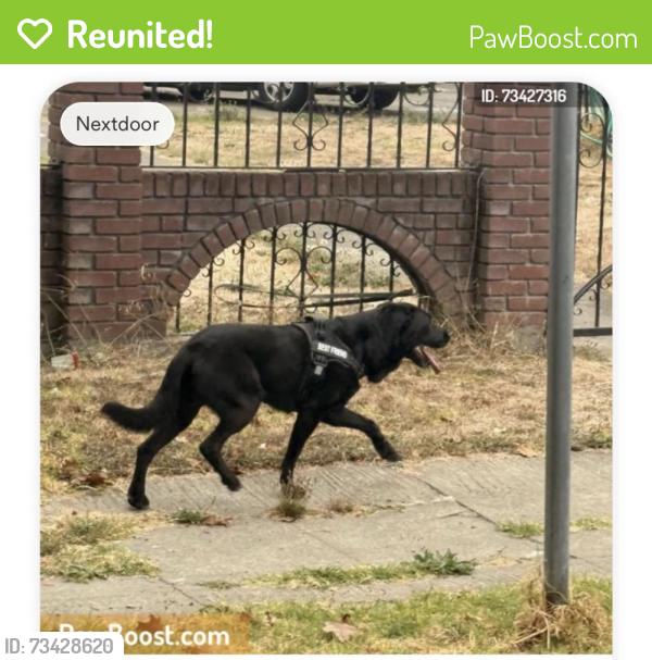 Reunited Female Dog last seen 27th ave, Oakland, CA 94606