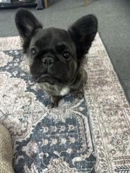 Found/Stray Female Dog last seen Harder, Hayward, CA 94541