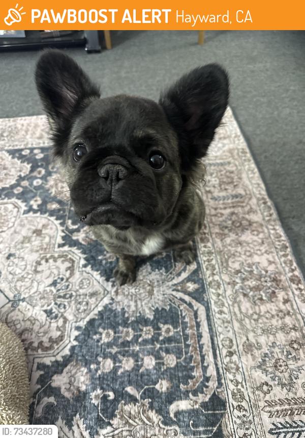 Found/Stray Female Dog last seen Harder, Hayward, CA 94541