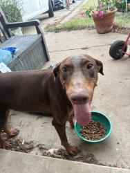 Found/Stray Male Dog last seen Walked up on my lawn, Fort Worth, TX 76119