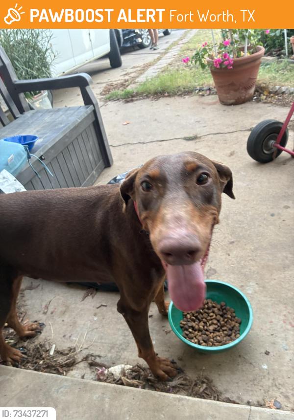Found/Stray Male Dog last seen Walked up on my lawn, Fort Worth, TX 76119