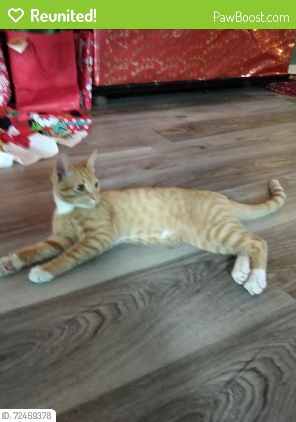 Reunited Male Cat last seen Laurel brook, symms, captiva kay, Hillsborough county Riverview fl, Riverview, FL 33569