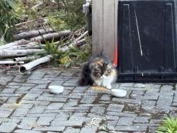 Found/Stray Unknown Cat last seen 5th ave ne and woodlawn ave ne, Seattle, WA 98115