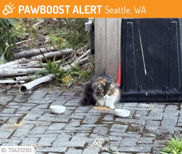 Found/Stray Unknown Cat last seen 5th ave ne and woodlawn ave ne, Seattle, WA 98115