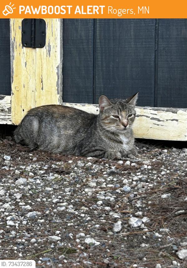Found/Stray Female Cat last seen Oakdale Dr, Rogers, MN 55374