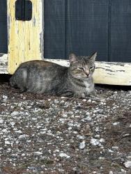 Found/Stray Female Cat last seen Oakdale Dr, Rogers, MN 55374