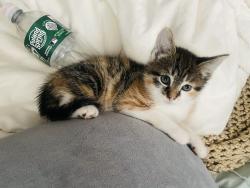 Lost Female Cat last seen Tompkins emereson, San Diego, CA 92102