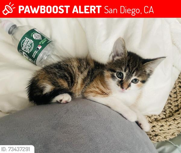 Lost Female Cat last seen Tompkins emereson, San Diego, CA 92102