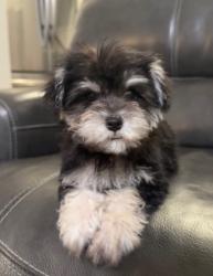 Lost Male Dog last seen Near W 5100 S Kearns Ut, Kearns, UT 84118