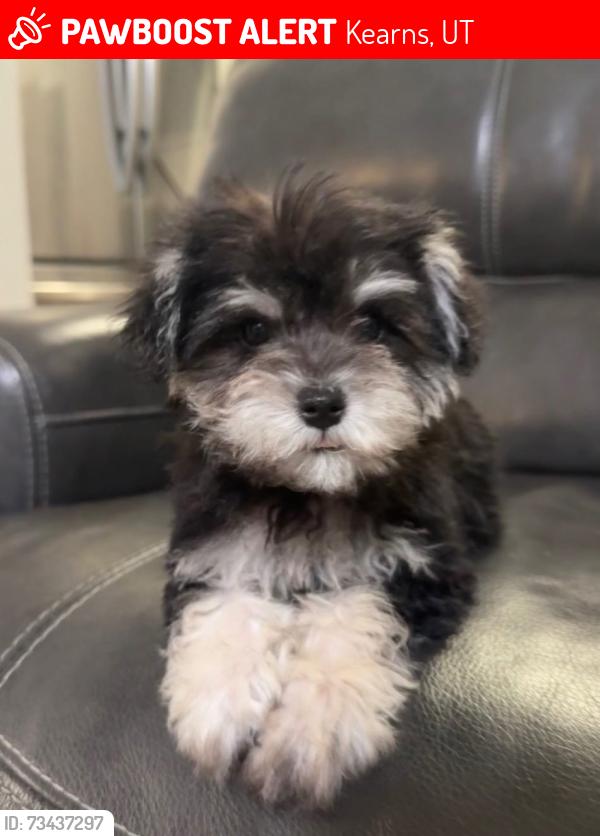 Lost Male Dog last seen Near W 5100 S Kearns Ut, Kearns, UT 84118