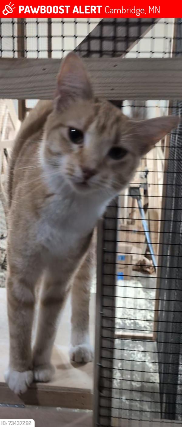 Lost Female Cat last seen Naples st NE and 317th st Cambridge, Cambridge, MN 55008