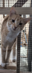 Lost Female Cat last seen Naples st NE and 317th st Cambridge, Cambridge, MN 55008