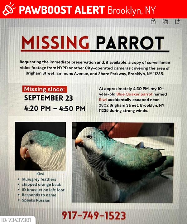 Lost Male Bird last seen Brigham Street and Emmons Ave, Brooklyn, NY 11229
