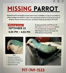 Lost Male Bird last seen Brigham Street and Emmons Ave, Brooklyn, NY 11229