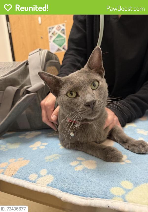 Reunited Male Cat last seen Carmel Del Mar School, San Diego, CA 92130