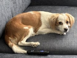 Reunited Female Dog last seen San Ramon Avenue & Santa Clara ave, Berkeley, CA 94707