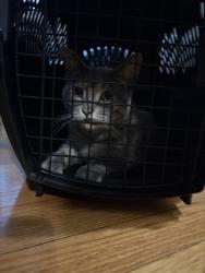 Reunited Unknown Cat last seen Summit Avenue, Saint Paul, MN 55104