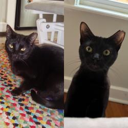 Reunited Female Cat last seen Albion St, near Albion Playground, Lowell St, and Highland Ave, Somerville, MA 02144