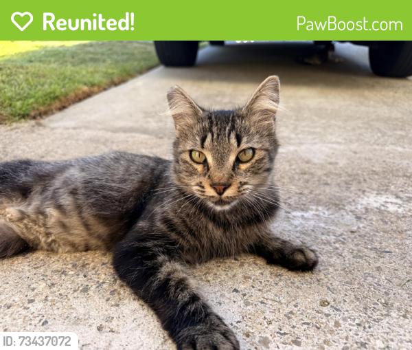 Reunited Female Cat last seen Village view pl, Fallbrook, CA 92028