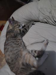 Found/Stray Female Cat last seen Center Point, Center Point, AL 35215