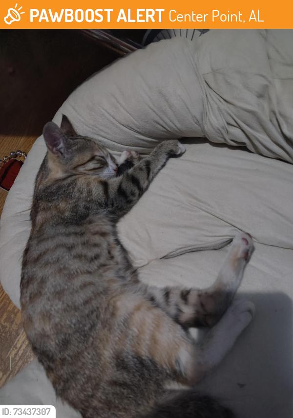 Found/Stray Female Cat last seen Center Point, Center Point, AL 35215