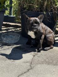 Found/Stray Male Dog last seen Cornfields halfway between Roxboro and Barea NC on HE159, Roxboro, NC 27573